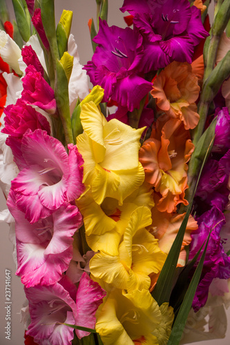 Bunch of beautiful multicolored gladiolus flowers. Bloom, romance.