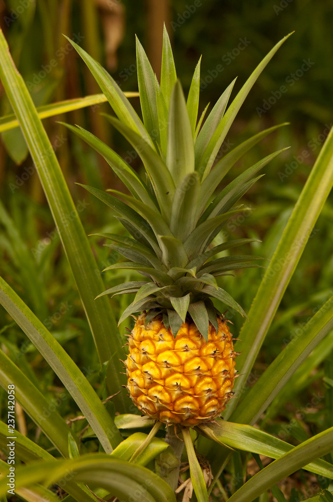 Asian pineapple fruit at the plantation, Thailand. Asian pineapple fruit at the plantation, Thailand.