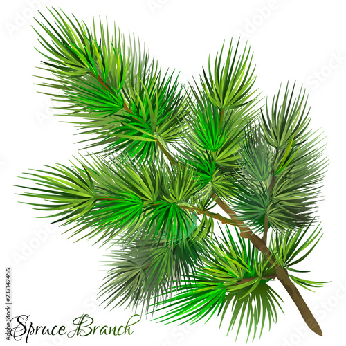 Green spruce branch. Pine branch. Isolated on white background. Vector illustration.