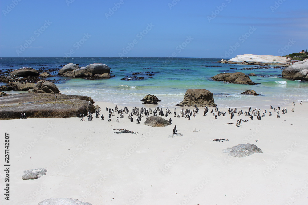 penguins, boulders beach