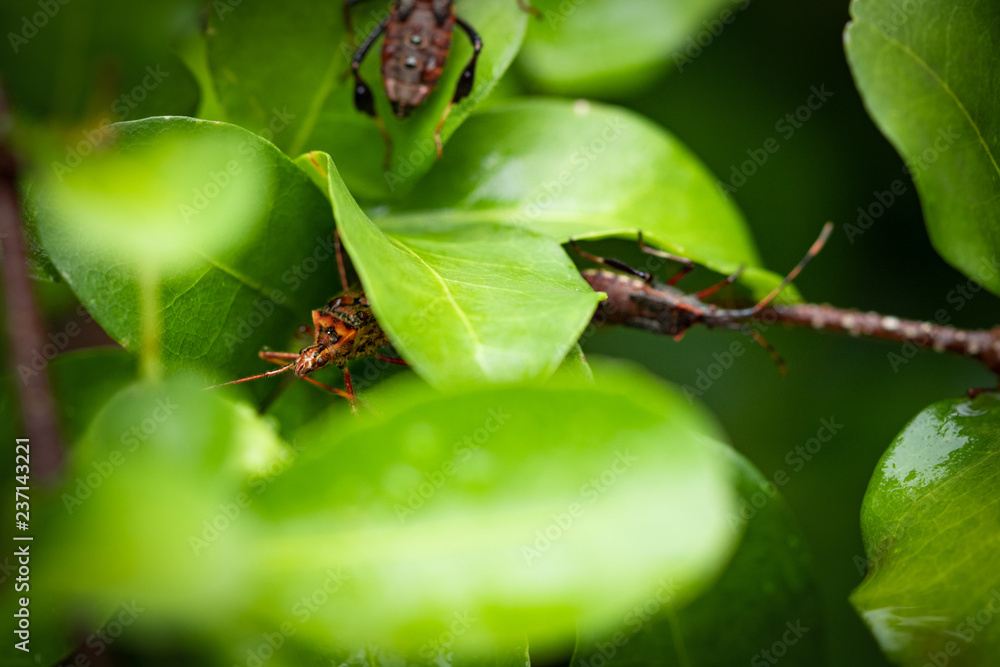 Naklejka premium Pluskwa domowa na liściach drzewa acerola. Typowe drzewo owocowe Brazylii.