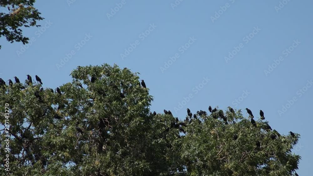 Flock of Crows Flying on Cloudy Sky, Ravens in Flight, Birds in Air, Summer Flock of Crows Flying on Cloudy Sky, Ravens in Flight, Birds in Air, Summer