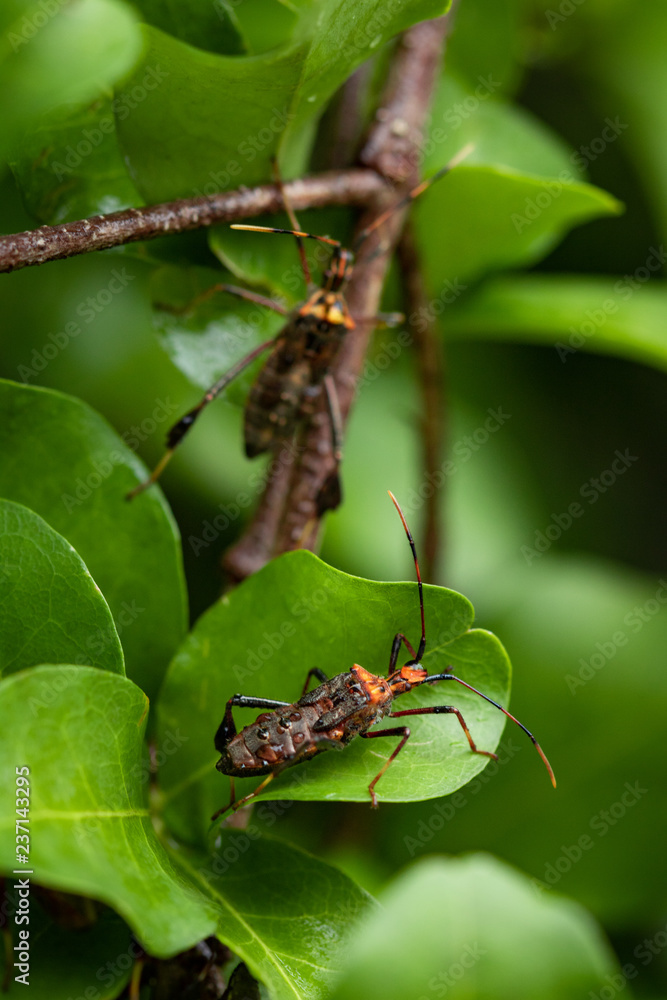 Naklejka premium Pluskwa domowa na liściach drzewa acerola. Typowe drzewo owocowe Brazylii.