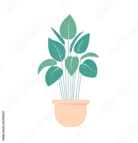 houseplant in pot. Isolated flowerpot . Home plant