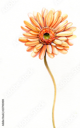 Daisy, Watercolor Paints, Close-up of Flower,  Petal, Petals, Flower watercolor, Flower wallpaper, Watercolor illustration.