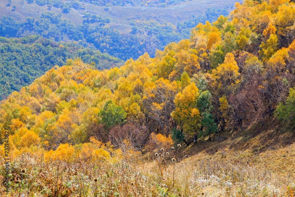 trees on the hillside