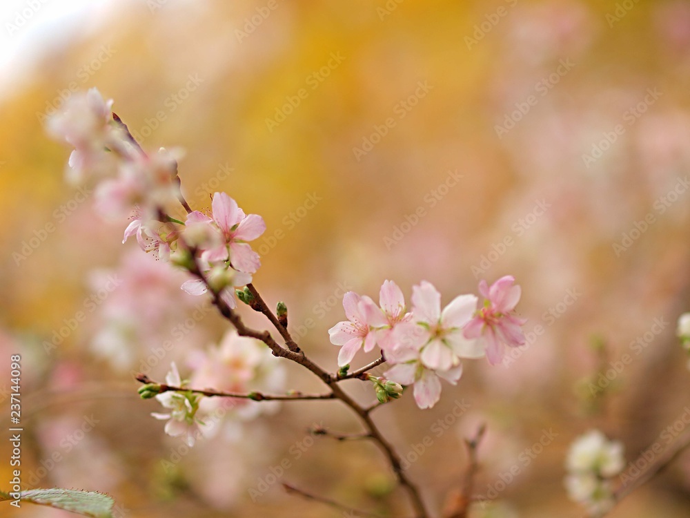 四季桜の花