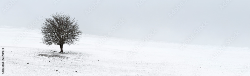 Winter Loneliness - One tree panorama Winter Loneliness - One tree panorama