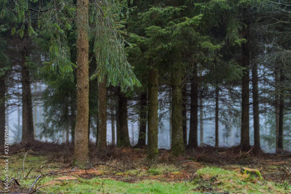 Obraz premium foggy landscape at pine trees forest 