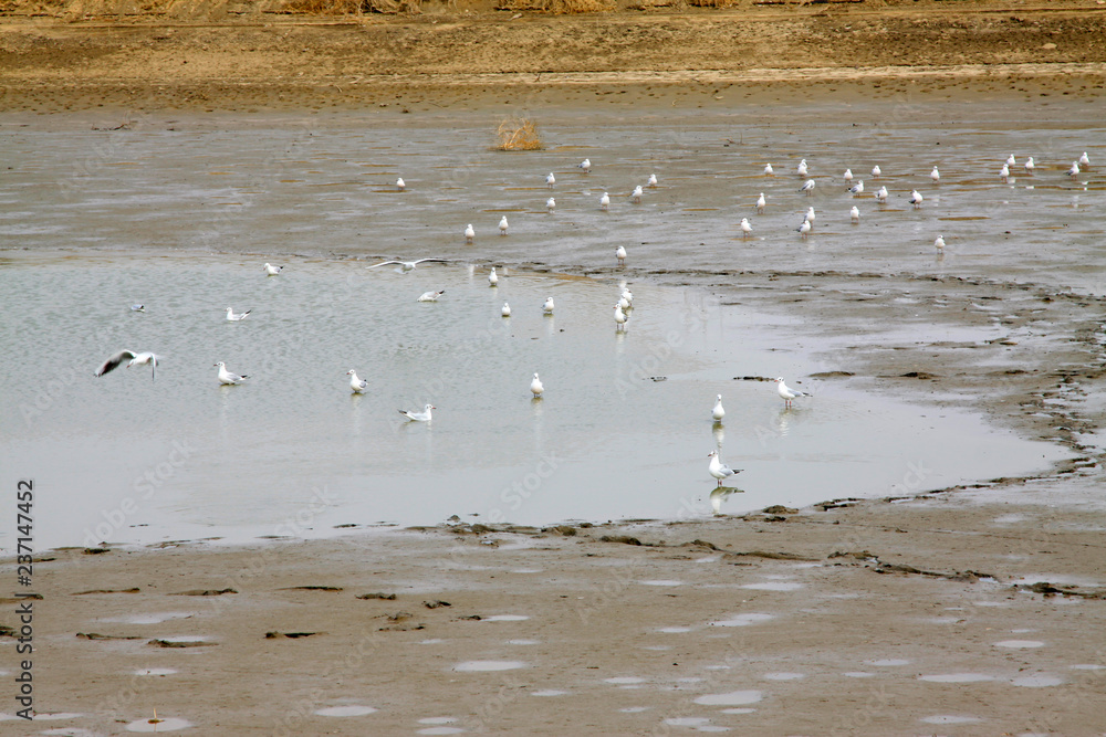 Fototapeta premium water birds foraging in the pond