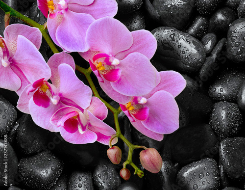 Orchid lies on black stones with drops of water 