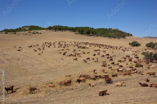 Andalusian herd of goats in the cabo de gata-níjar natural park, Almeria, Andalusia, Spain
