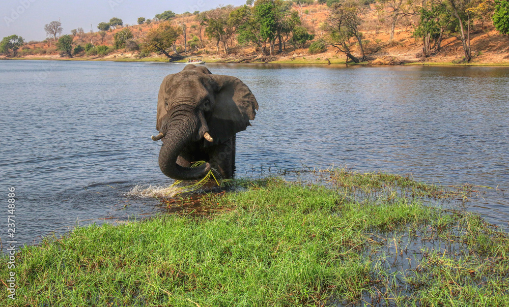 elephant feeding on shoots in chobe river botswana