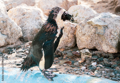 Tablou canvas African penguin standing on the rock after swimming