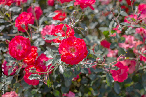 Beautiful red roses bush in the garden at summer day. Selective focus