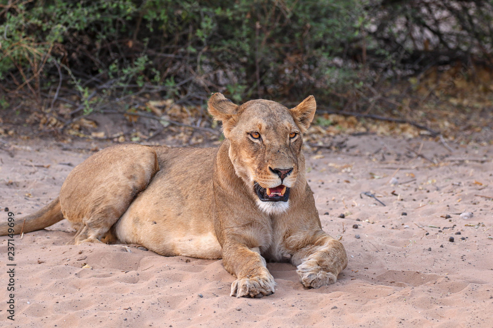 lioness sat in chobe national park botswana lioness sat in chobe national park botswana
