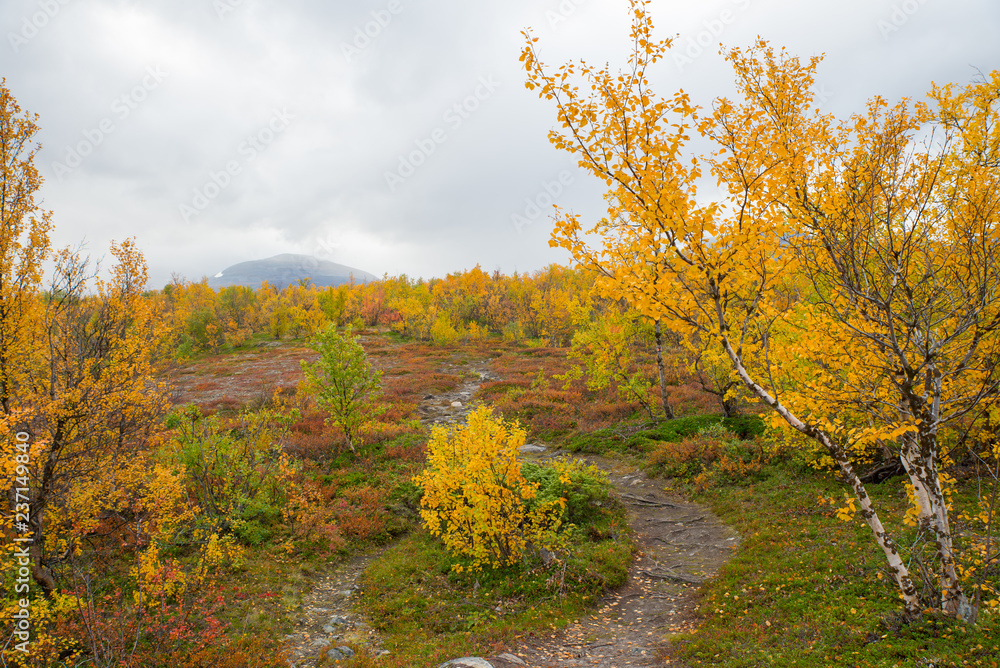 Fototapeta premium Autumn path in a mountain landscape. Abisko national park in Sweden.