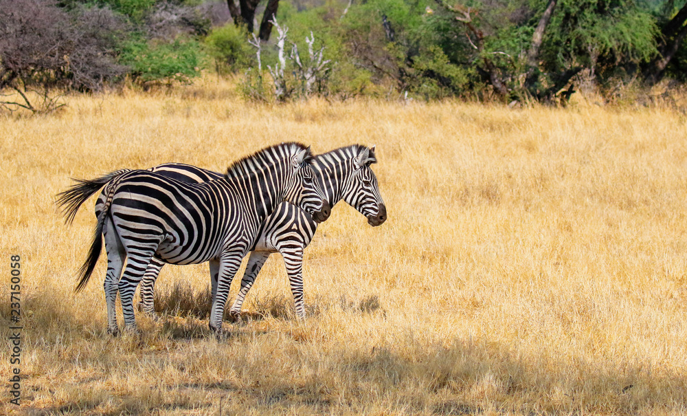 Fototapeta premium two zebras side by side in hwange nature reserve zimbabwe
