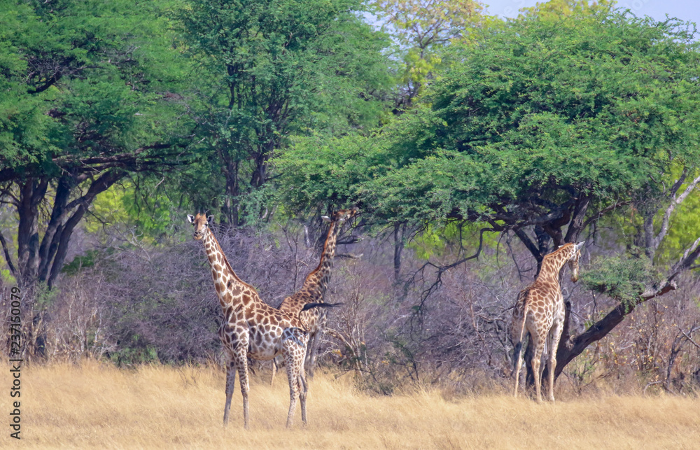 Naklejka premium 3 giraffes feeding in the trees in hwange reserve zimbabwe