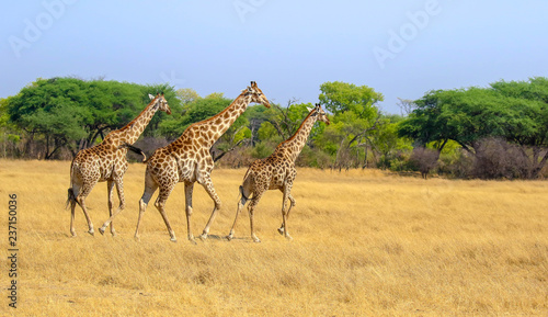 three giraffes on plain in hwange nature reserve zimbabwe