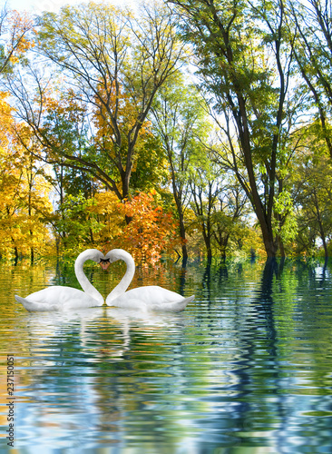 Obraz na plátně image of two white swans as a symbol of the heart