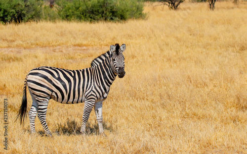 one lone zebra stood in hwange nature reserve