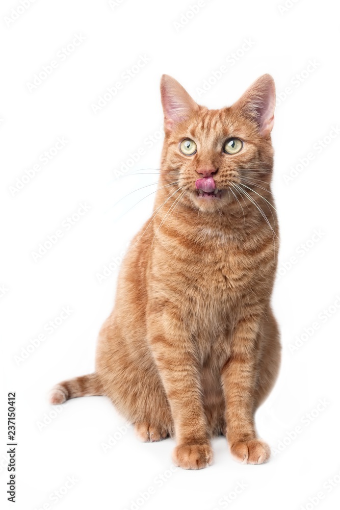 Cute ginger cat sitting and licking lips. Vertical image isolated on white background.