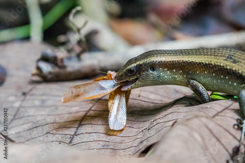 Common sun skink having mouthful meal