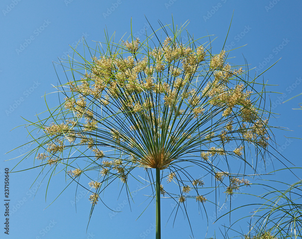 Obraz premium Cyperus papyrus 