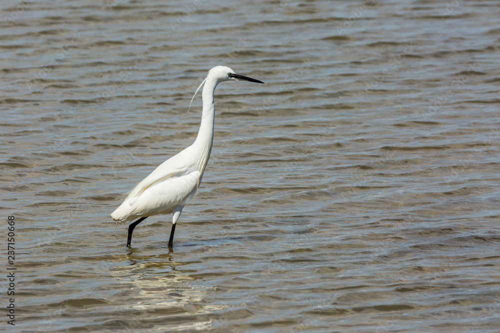 Little egret in Delta de l'Ebre Nature Park, Tarragona, Spain Little egret in Delta de l'Ebre Nature Park, Tarragona, Spain
