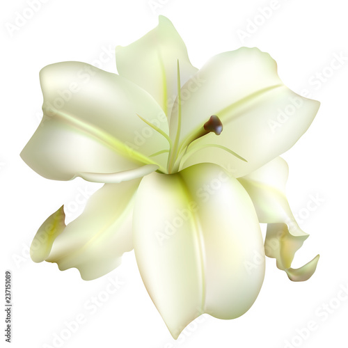 Lily. Floral background. White flower. Petals Isolated.