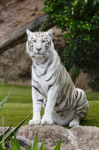 White tiger portrait photo