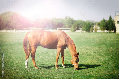 Fototapeta Naklejka Na Ścianę i Meble -  Horse grazing in the pasture