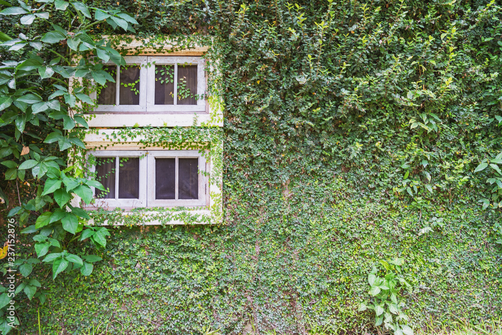  white window on green wall with climbing plant background