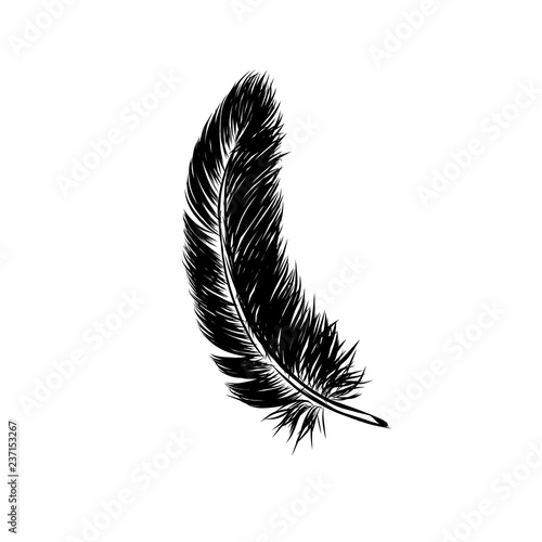 Vector hand drawn line art style feather for poster, banner, logo, icon. Fluffy feathers on transparent background in realistic style. Lightweight sketch illustration, for patterns, ink drawing
