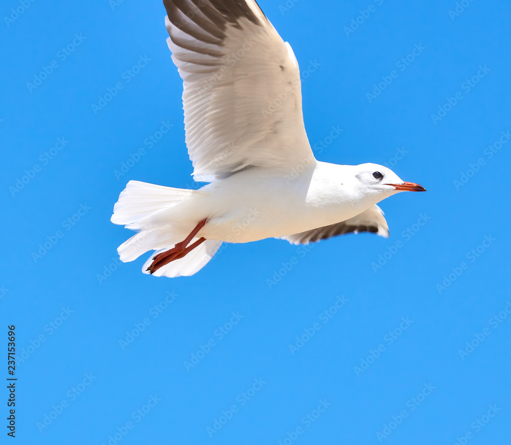 Sea gulls flying over a beach in a clear blue sky Sea gulls flying over a beach in a clear blue sky