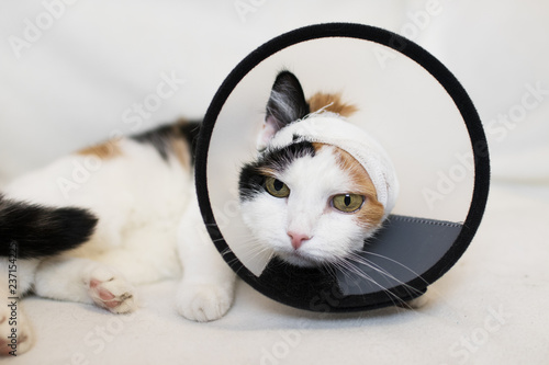 adult cat wearing a plastic cone collar to protect it from scratching the wound on a white background