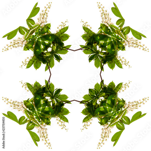 chestnut tree flower - isolated - kaleidoscope
