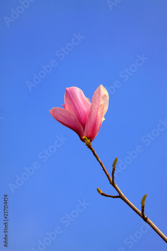 Magnolia denudata in the sky