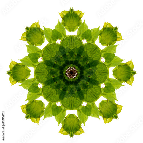 a spring green lime branch - kaleidoscope