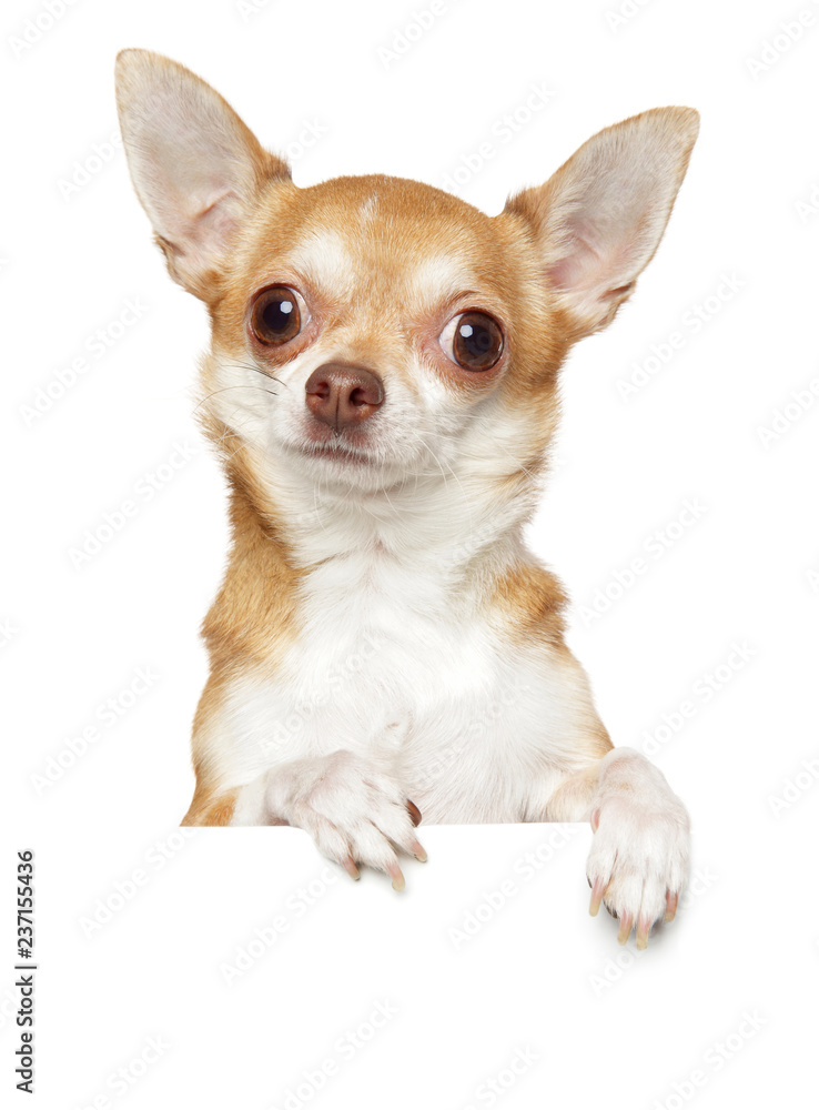 Chihuahua above banner, isolated