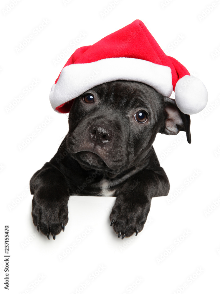 Amstaff puppy in Santa red hat above banner