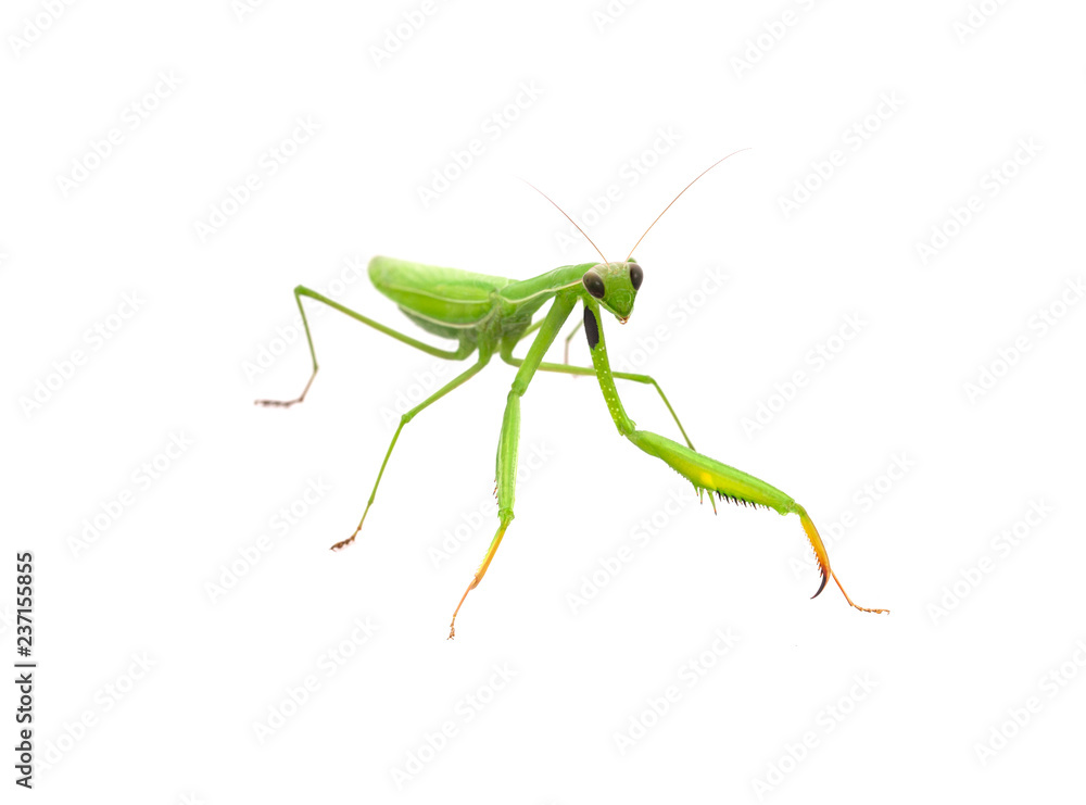 Grasshopper isolated on white background. Grasshopper isolated on white background.