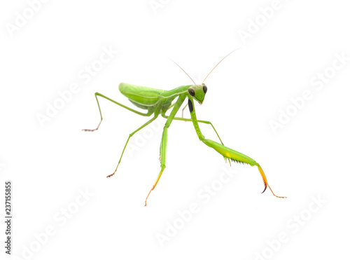 Grasshopper isolated on white background.