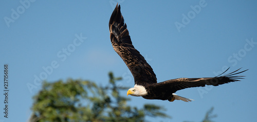 Bald eagle flying under blue sky, flying in nature (Ciconia ciconia)