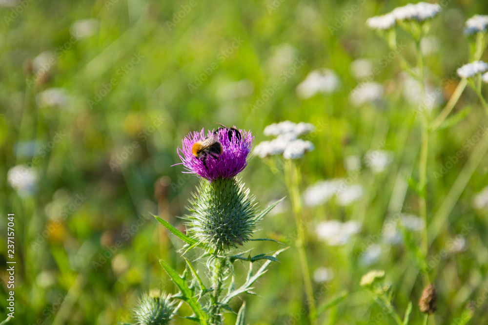 Summer, spring texture background. Bumblebee on a flower Summer, spring texture background. Bumblebee on a flower