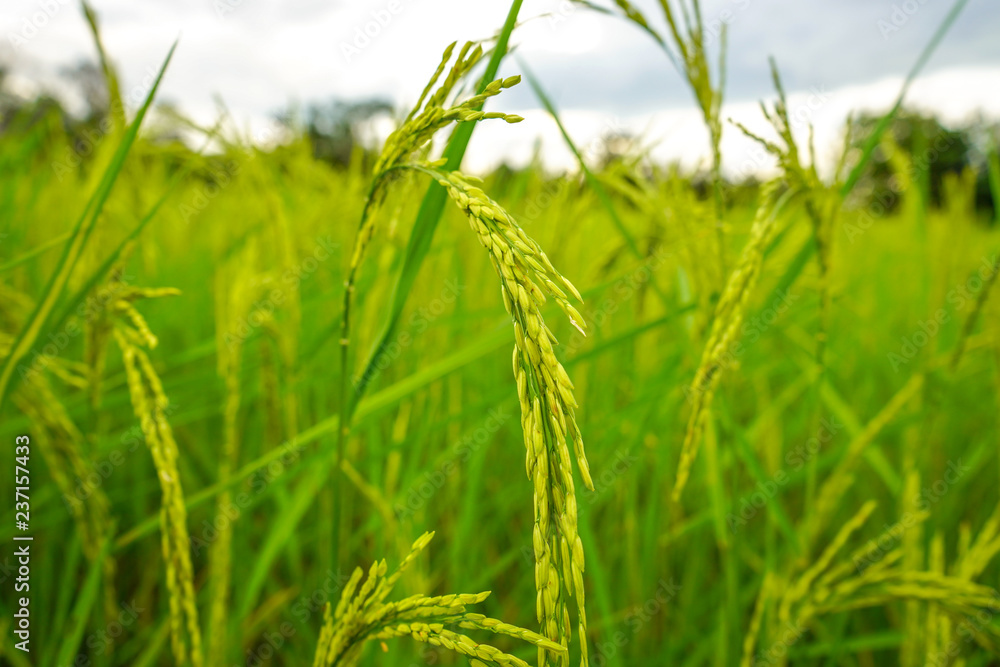 Naklejka premium Paddy rice in field