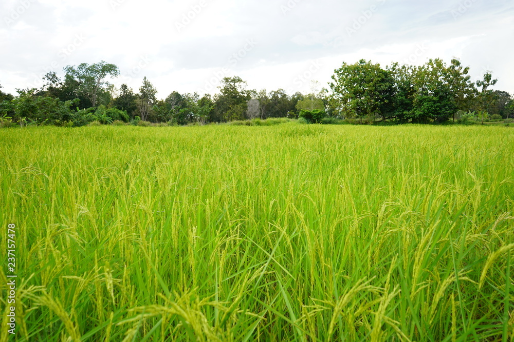 Paddy rice in field