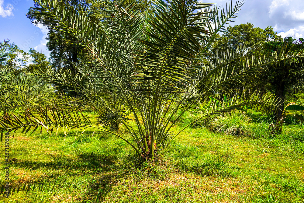 Barhi, Date palm tree in Thailand.