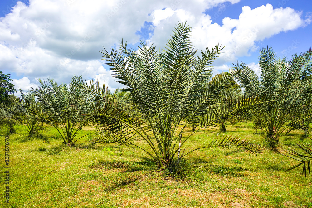 Barhi, Date palm tree in Thailand. Barhi, Date palm tree in Thailand.